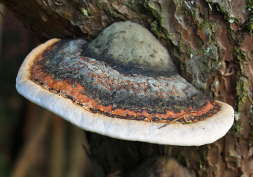 □Fomitopsis pinicola (ツガサルノコシカケ)