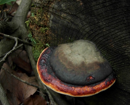 □Fomitopsis pinicola (ツガサルノコシカケ)