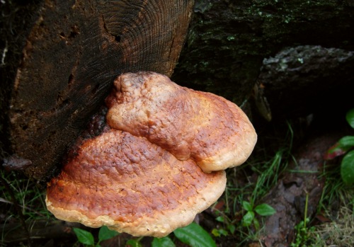 □Fomitopsis pinicola (ツガサルノコシカケ)