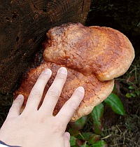 □Fomitopsis pinicola (ツガサルノコシカケ)