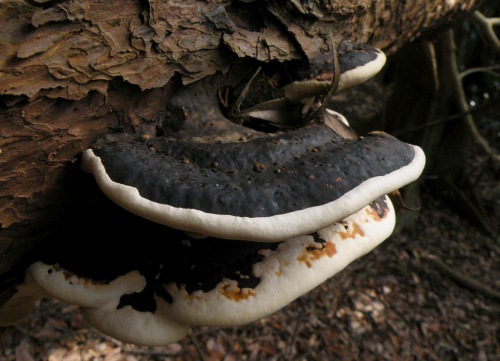 □Fomitopsis pinicola (ツガサルノコシカケ)