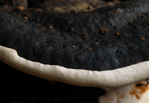 □Fomitopsis pinicola (ツガサルノコシカケ)