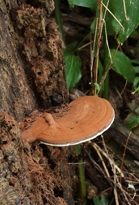 ☆Ganoderma applanatum (コフキサルノコシカケ)