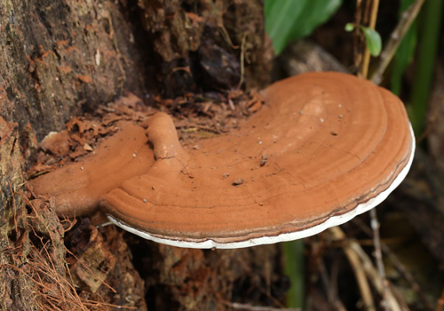 ☆Ganoderma applanatum (コフキサルノコシカケ)