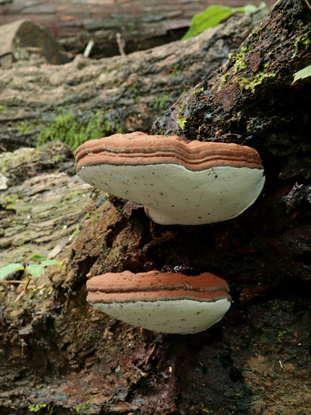 ☆Ganoderma applanatum (コフキサルノコシカケ)