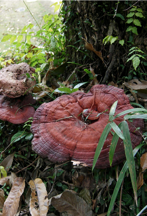 □Ganoderma lucidum (マンネンタケ)