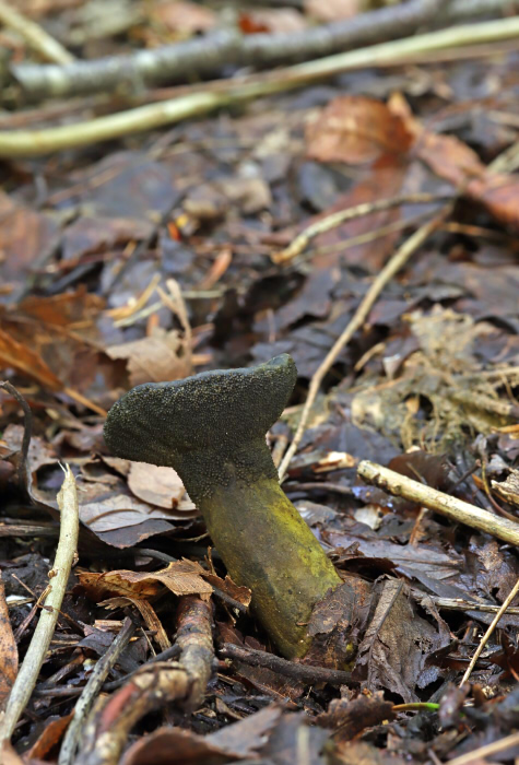 □Hypomyces luteovirens (アオノキノコヤドリタケ)