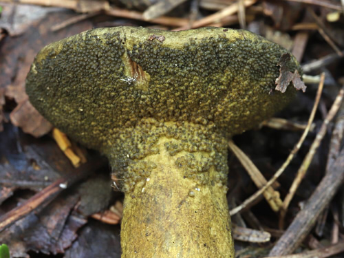 □Hypomyces luteovirens (アオノキノコヤドリタケ)