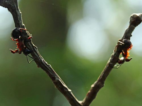 ☆Ophiocordyceps satoi (クビオレアリタケ)