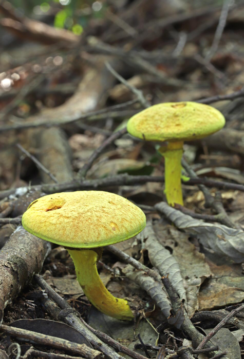 □Pulveroboletus ravenelii (キイロイグチ)