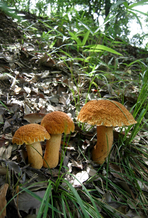 □Rugiboletus extremiorientale (アカヤマドリ)